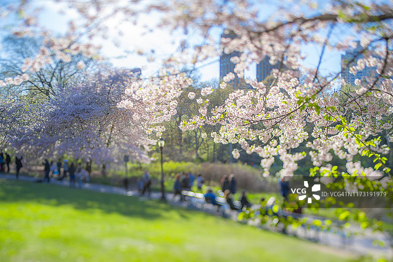 2019年4月17日，人们坐在纽约市中央公园樱花树下的公园长椅上，沿着湖泊和草坪之间的人行道行走。图片素材