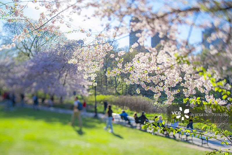 2019年4月17日，人们坐在纽约市中央公园樱花树下的公园长椅上，沿着湖泊和草坪之间的人行道行走。图片素材