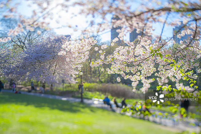 2019年4月17日，人们坐在纽约市中央公园樱花树下的公园长椅上，沿着湖泊和草坪之间的人行道行走。图片素材