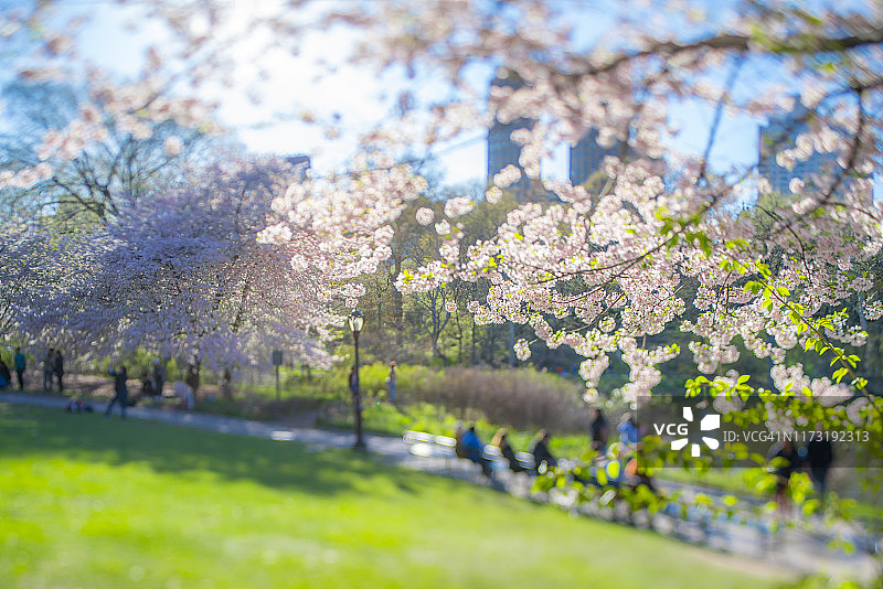 2019年4月17日，人们坐在纽约市中央公园樱花树下的公园长椅上，沿着湖泊和草坪之间的人行道行走。图片素材