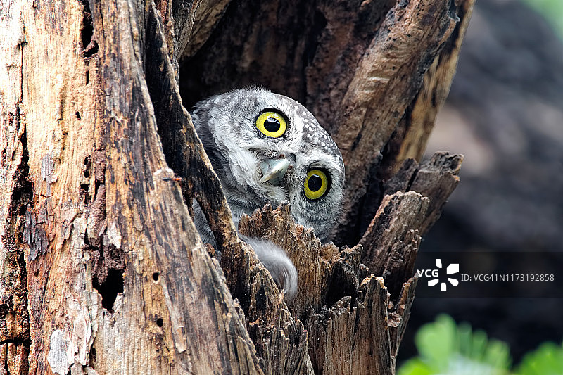 栖息在树洞里的斑头鸺鹠图片素材