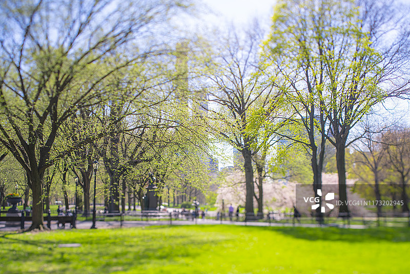 2019年4月17日，纽约市中央公园草坪上，绿叶树下盛开的樱花树图片素材