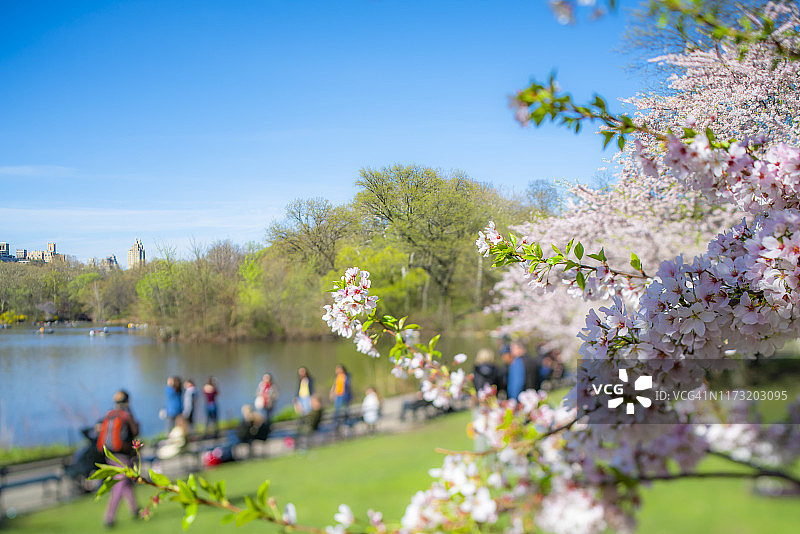 纽约中央公园樱花树下的湖边长椅上休息和散步的人群图片素材