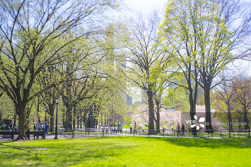 2019年4月17日，纽约市中央公园草坪上，绿叶树下盛开的樱花树图片素材