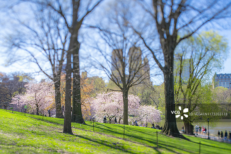 纽约中央公园的盛开樱花图片素材