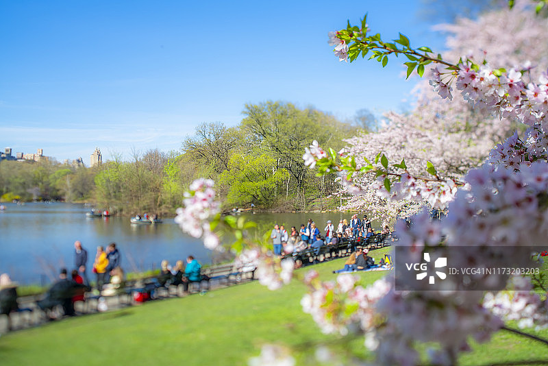 纽约中央公园樱花树下的湖边长椅上休息和散步的人群图片素材