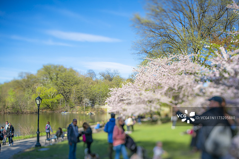 2019年4月17日，人们坐在纽约市中央公园草坪旁的长椅上，沿着湖边的步道行走，欣赏樱花图片素材