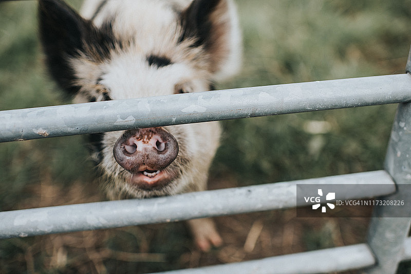 格洛斯特郡花猪图片素材