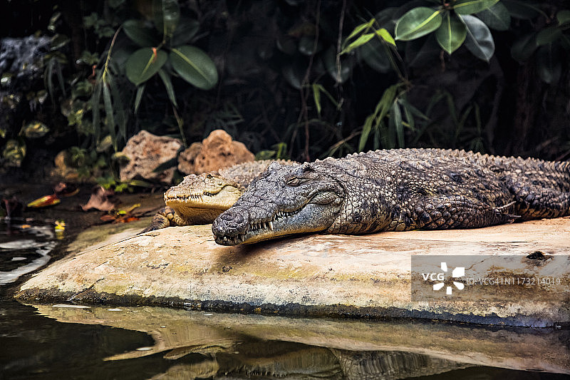 河中鳄鱼图片素材