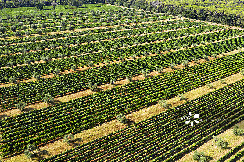 无人机航拍意大利托斯卡纳基安蒂地区的橄榄树和葡萄园图片素材