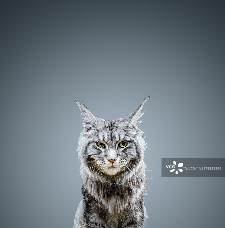 灰色背景上的蓬松缅因猫图片素材