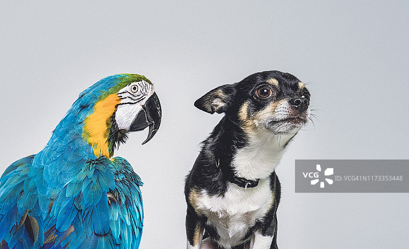 演播室里的吉娃娃与金蓝鹦鹉图片素材