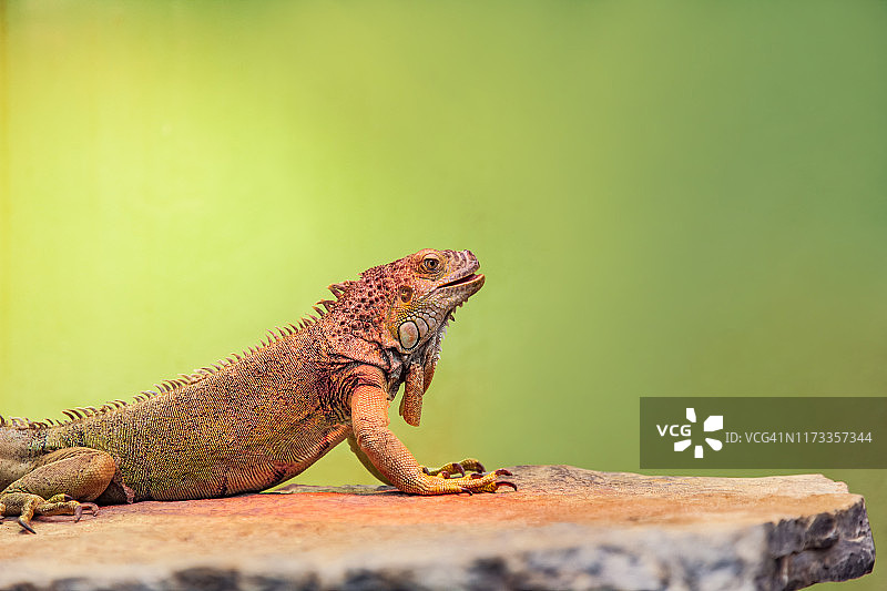 绿色背景上的鬣蜥图片素材