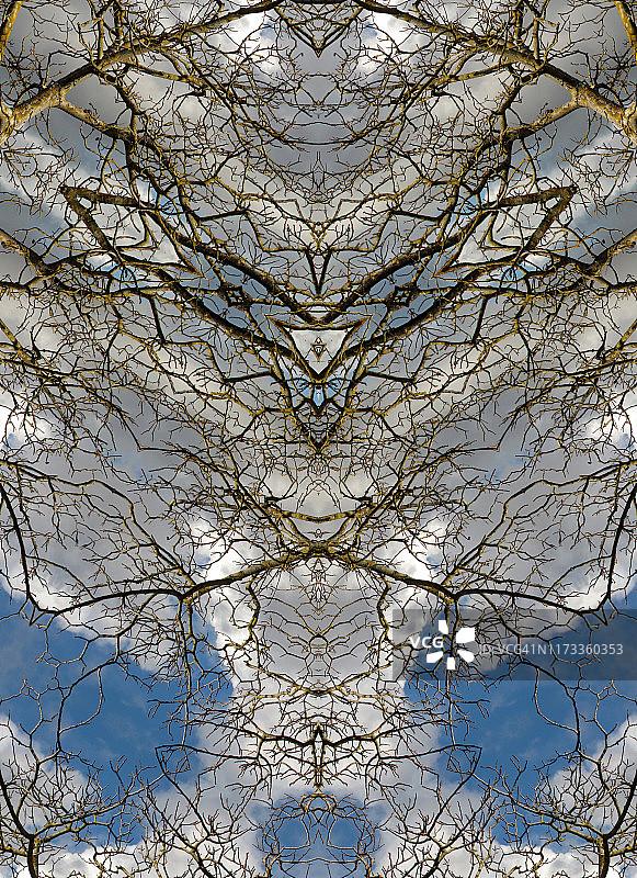 裸树的万花筒图像图片素材