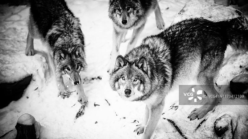 成群的狼图片素材