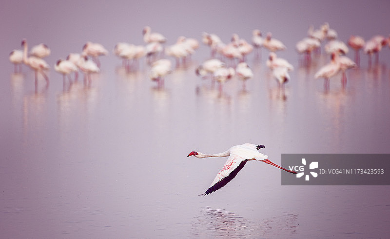 在安博塞利粉红色水域上低飞的大红鹳，肯尼亚图片素材