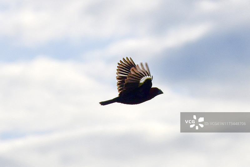 厚嘴织布鸟图片素材