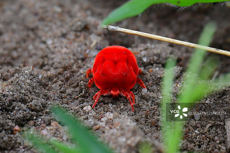 绒螨，又称红色天鹅绒螨图片素材