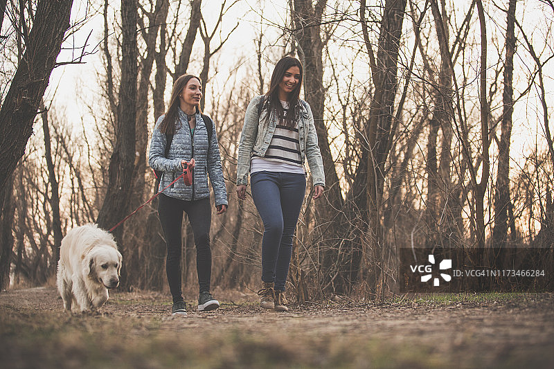 朋友们带着金毛犬在户外同行图片素材