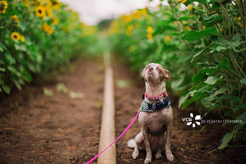 坐在花田里的吉娃娃混血犬图片素材