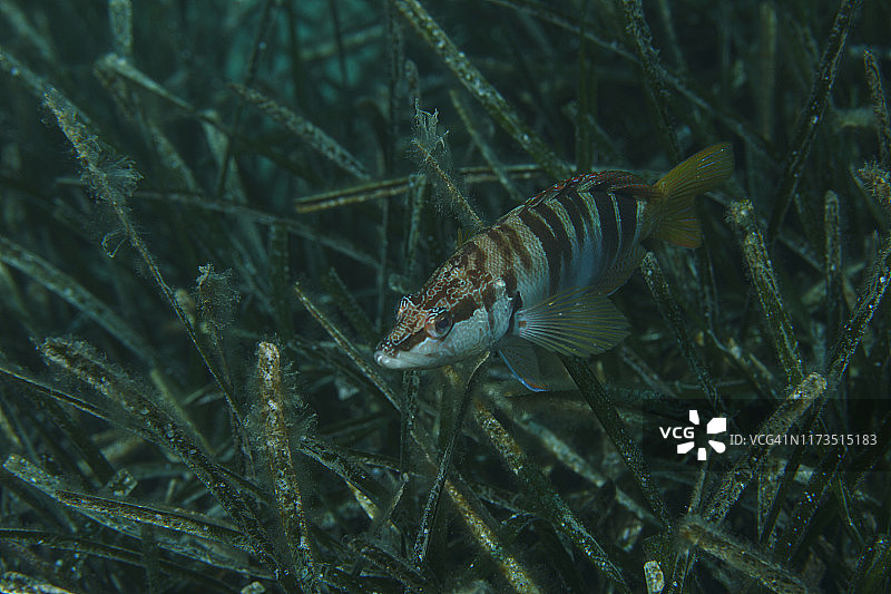 海洋生物：咸水鱼与水下之美图片素材