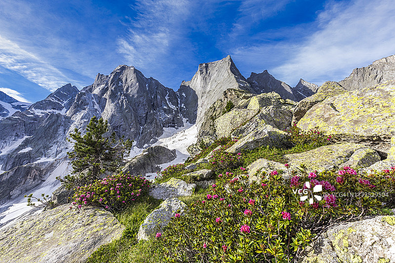 杜鹃花特写，背景是巴迪莱峰和琴加洛峰，位于瑞士格劳宾登州布雷加利亚山谷马洛亚地区图片素材