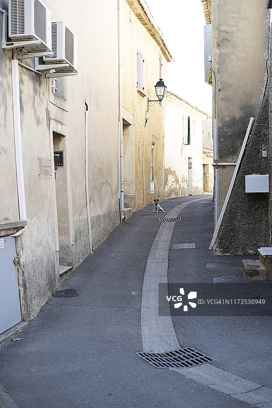 小巷里的小狗图片素材