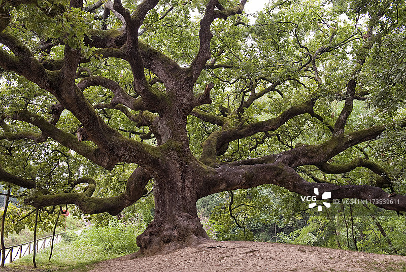 枝繁叶茂的巨大橡树图片素材