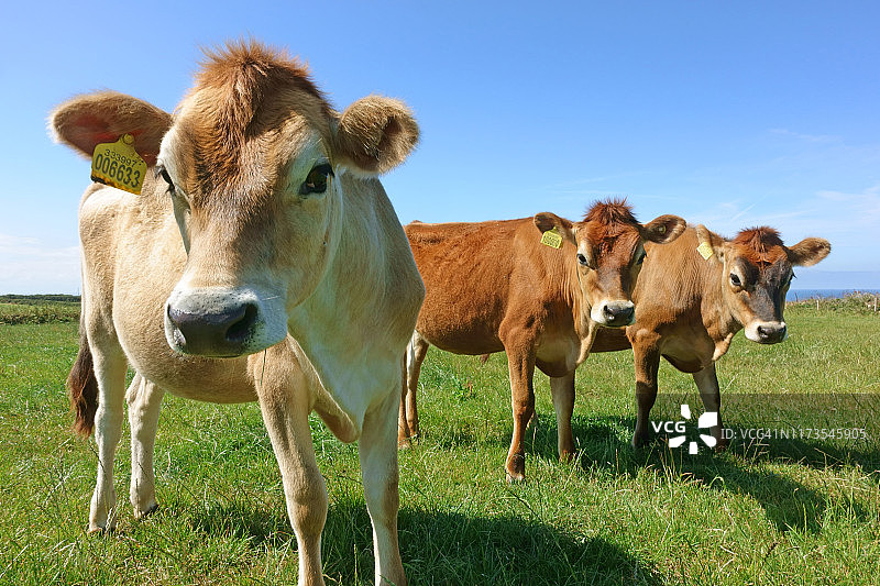 田野里的泽西奶牛图片素材
