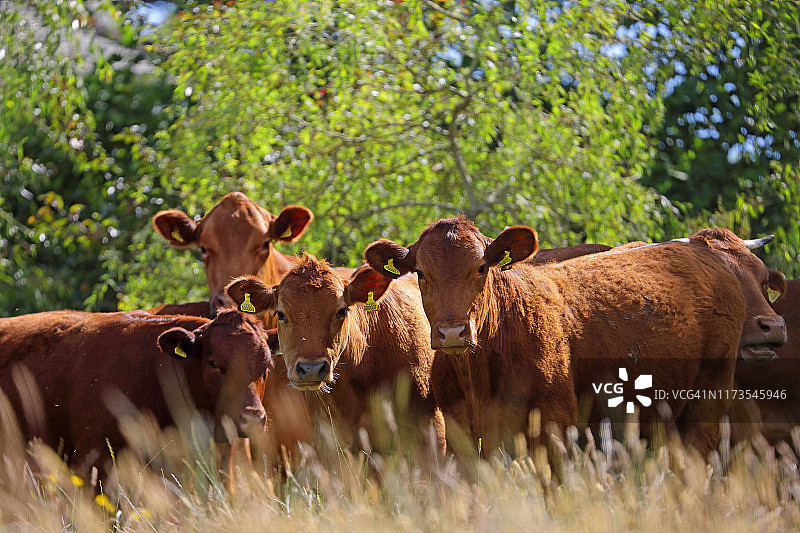 田野里的泽西奶牛图片素材