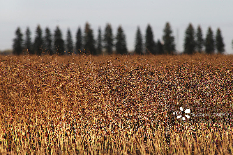 油菜花收割图片素材