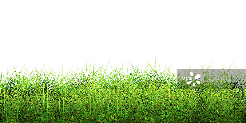 白色背景上的新鲜绿草图片素材