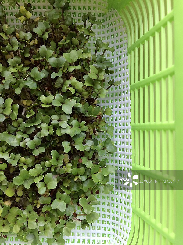 西兰花芽苗图片素材