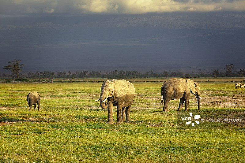 安博塞利国家公园茂盛草地上的大象图片素材