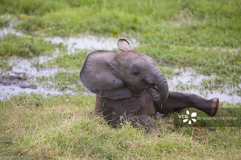 安博塞利国家公园里尝试站立的小象图片素材