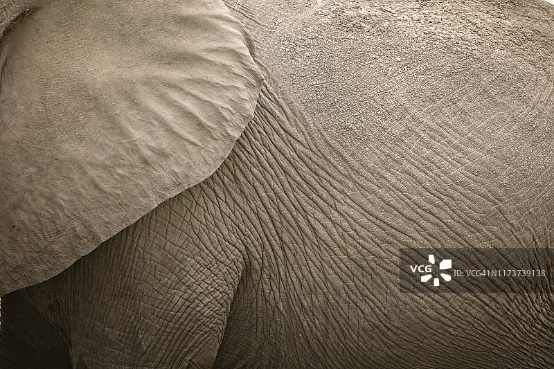 大象耳朵和侧面的特写图片素材