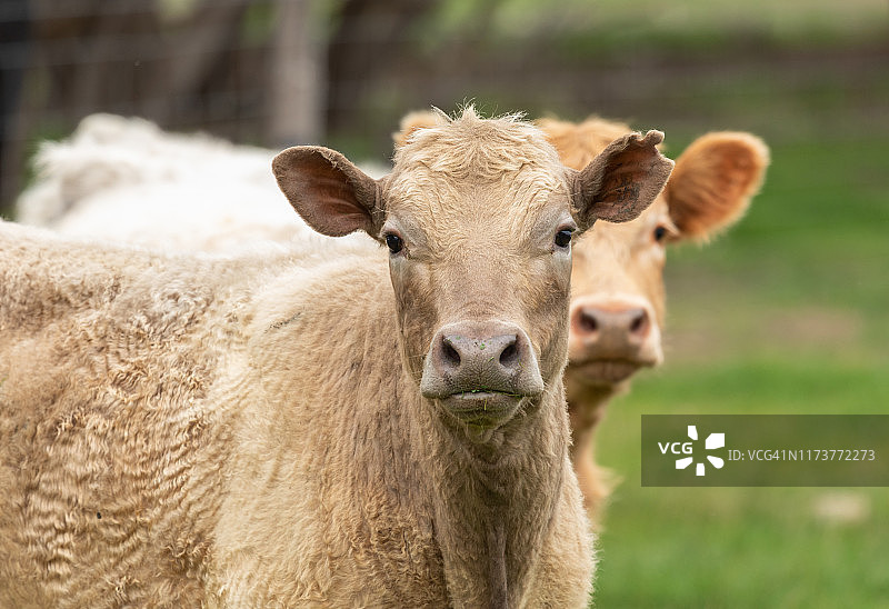 小绒毛牛犊看着镜头图片素材