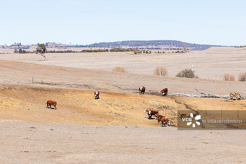 在干旱地区寻找食物的海福特肉牛图片素材