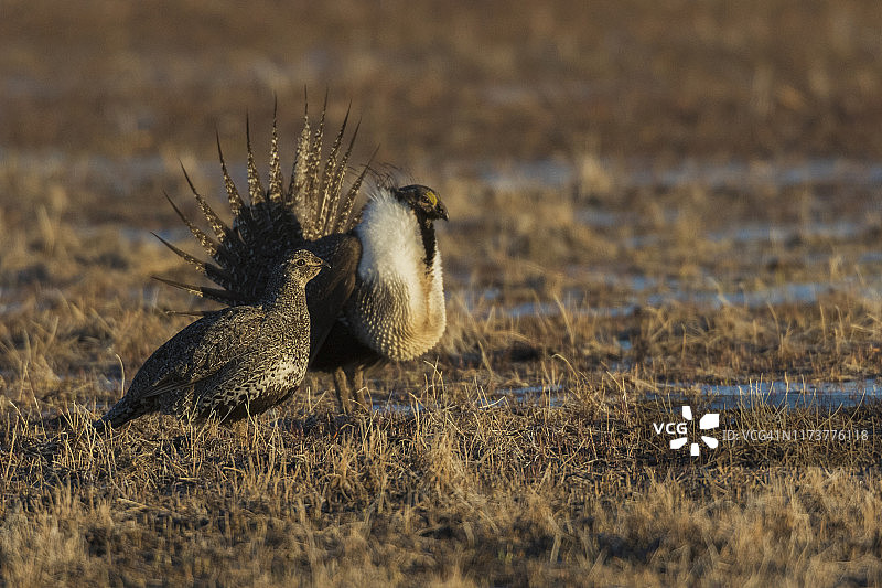 大艾草松鸡，雄性向雌性求偶图片素材