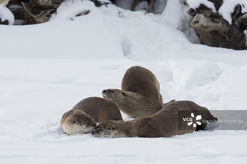 河边的水獭图片素材