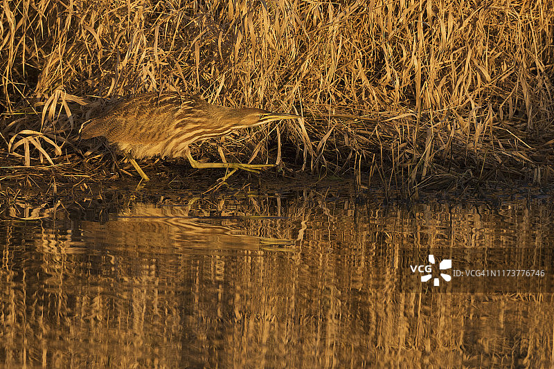 伪装的美洲麻鸭图片素材