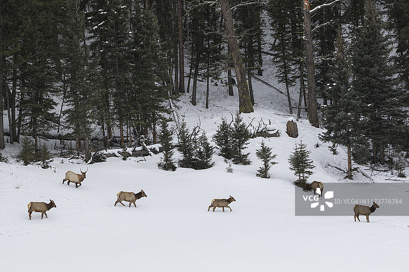 从森林中走出的落基山麋鹿图片素材