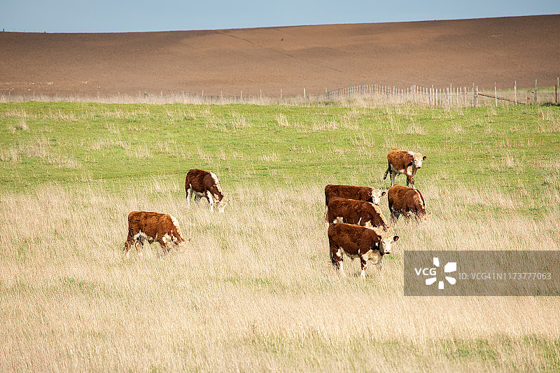 海福特肉牛图片素材
