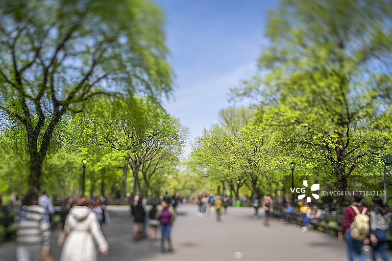 纽约中央公园林荫道旁的绿树图片素材
