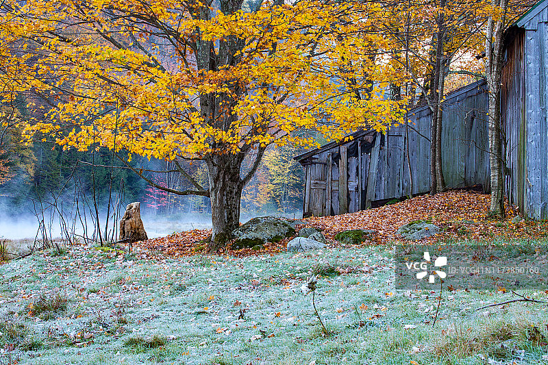 佛蒙特州（美国）的秋景 - 寒冷的早晨，农舍和覆盖着霜冻的树木图片素材