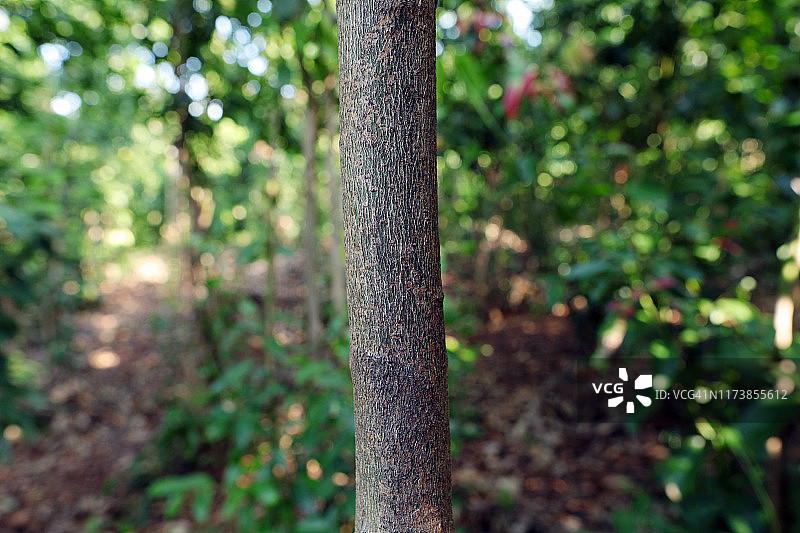 一颗肉桂树图片素材