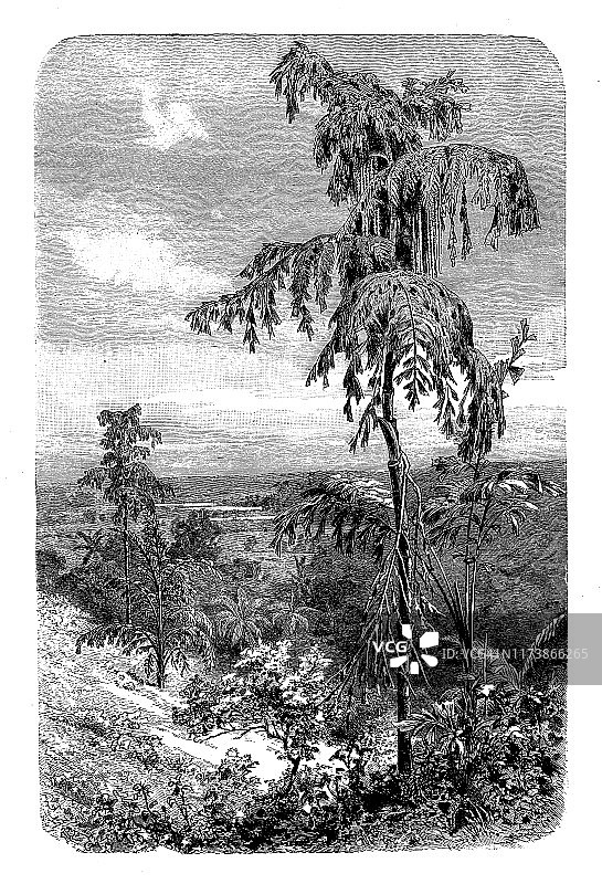 古董植物插画：董棕图片素材