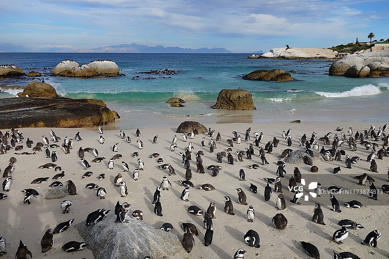 南非巨石海滩的非洲企鹅图片素材