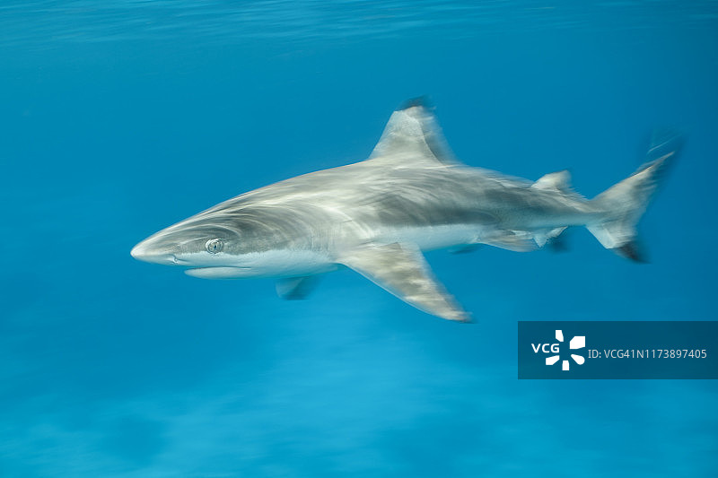 快速移动的黑鳍礁鲨图片素材