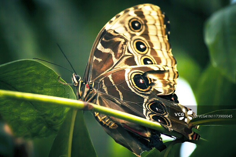 蝴蝶特写：蓝色莫尔福蝶，翅膀折叠图片素材